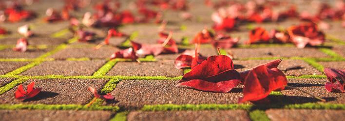 Leaves on the ground at SPU